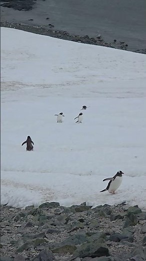 National geographic trenutak ❤️ #antarctic #antarctica #antarktika #antarktik #polar