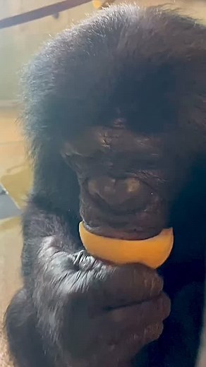 412 reactions · 27 shares | A little Teco ASMR for ya!  The bonobos living at Ape Initiative eat a nutritious diet of fruits, vegetables, nuts and seeds, grains, and healthy sources of protein, like yogurt and hard-boiled eggs. Teco eats approximately 2000 calories per day! Here he is happily peeping while he eats a grapefruit  #ApeInitiative #TecoTuesday #Bonobo #ASMR | Ape Cognition & Conservation Initiative | Facebook