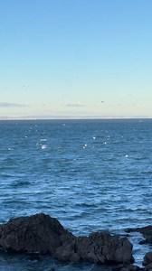 🤩Today’s Wildlife Encounter!!! #gannets #wildlife #wildlifephotography #seaside #fish #birdwatchingphotography #breakwater #beachlife #Brixham | The Breakwater Bistro