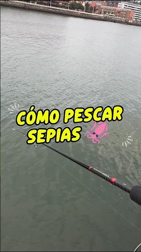 How to catch cuttlefish very easily 🦑 #fishing #fishing #eging #sepias