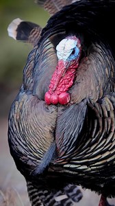 Happy Thanksgiving! 🦃🤎 Let’s spread a little joy today.. tell me something you’re thankful for! #thanksgiving #thankful #turkey | Colorado Wild Photography