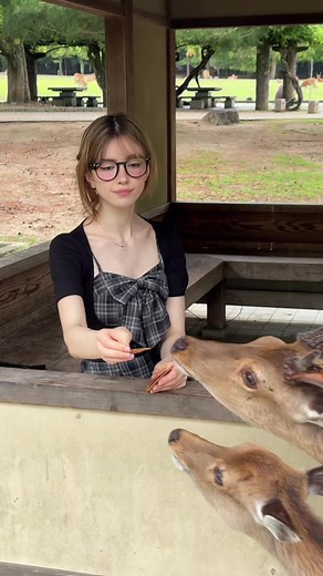 Nara Japan travel tips — cultural highlights and things to do