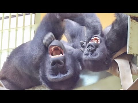 Gorilla⭐️The best smile! Gentaro and Kintaro laugh like humans when they have fun.【Momotaro family】
