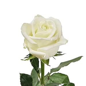 Bloomingmore | Fresh Cut Flowers | White Roses | 100 Stems - 20 in | Home, Office, Wedding Decor, DIY, Party Event, Housewarming, Teacher and Engagement