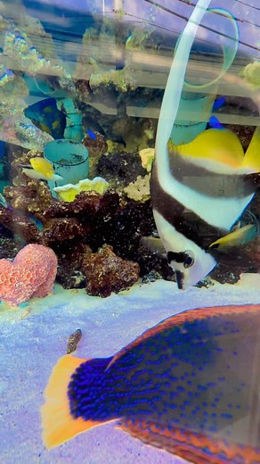 25 reactions | Color  fish  world  #fish #colorfish #fishtank | Japan Tamil Bros | Facebook