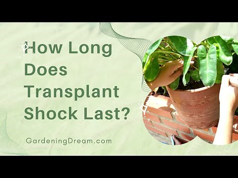 How Long Does Transplant Shock Last