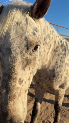 Help! Horse is Making a Strange Sound