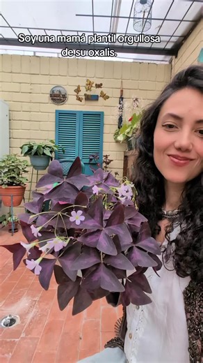 Hasta que por fin está frondosa y saludable, cua do la adopte eran tres hojas rotas. 🙃❤️ La Oxalis triangularis, comúnmente conocida en español como trébol morado, trébol púrpura, planta mariposa o cupido, es una planta perenne ornamental famosa por sus hojas púrpuras intensas en forma de trébol. Originaria de Brasil, es popular en interiores por su fácil cuidado, sus flores pequeñas de color blanco o rosa y su movimiento foliar nictinástico (se cierra de noche). #trebolmorado #falsotrebol #oxa