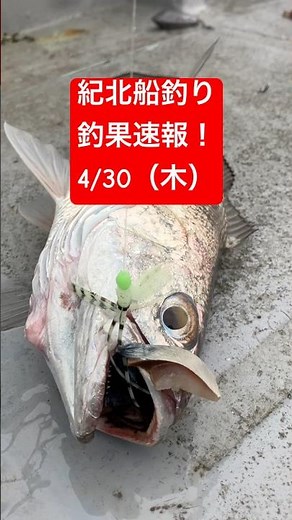 紀北船釣り釣果速報！4/30（木） #大阪湾 #ジギング #餌釣り #和歌山 #クログチ