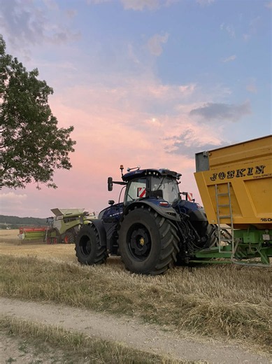 Golden hour harvest: beautiful sunset over wheat fields