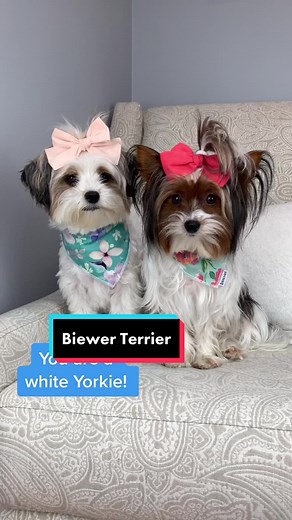Biewer Terrier vs Yorkie: Short Hair Biewer Explained