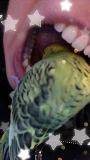 fortnitebudgie on TikTok