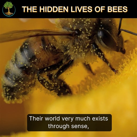 80K views · 1.5K reactions | Ever wondered about the secret world buzzing within a beehive? Uncover the remarkable lives of bees, from their complex social hierarchies to their ingenious architectural feats. Prepare to be amazed by nature's tiny engineers! #beelives #bees #beelife | Sustainable Human | Facebook