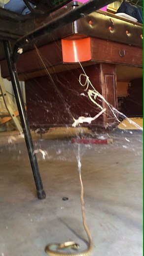 2.9M views · 8.8K shares | Who wins in a battle between a snake and a spider? https://www.youtube.com/watch?v=Q3DEXAyrv_4 | storyful | Facebook