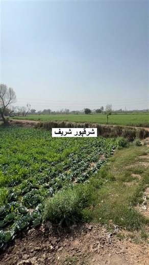 4 Acres of Prime Agriculture Land for Sale