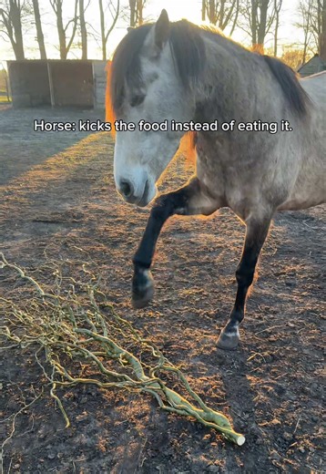 The effort vs. the appreciation horse owners deal with almost every day. #horses #horse #paarden #horselife #equine