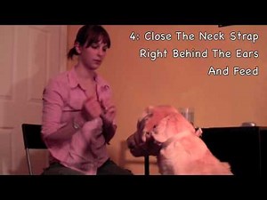 Desensitization To The Gentle Leader Head Collar