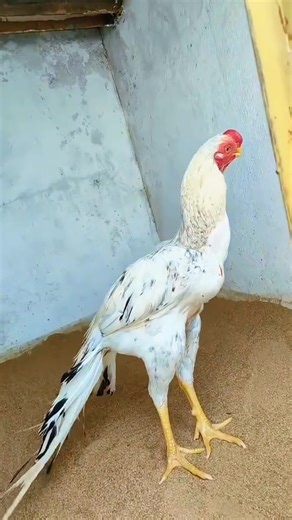 Understanding Parrot Behavior: Insights and Tips