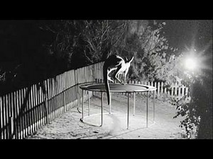 ANIMALS Caught on Camera at NIGHT in Crazy Jumping Action