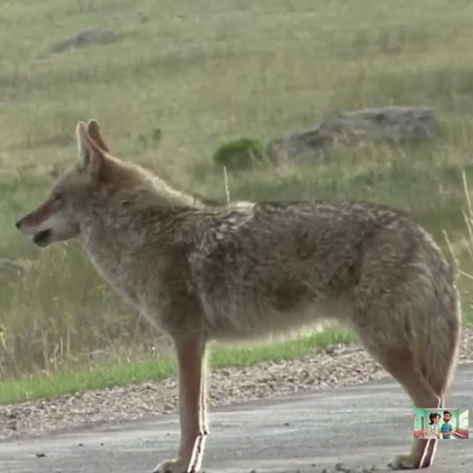 Real Coyote Howls and Calls | Nature Sounds #wildlife #animalsounds #animals