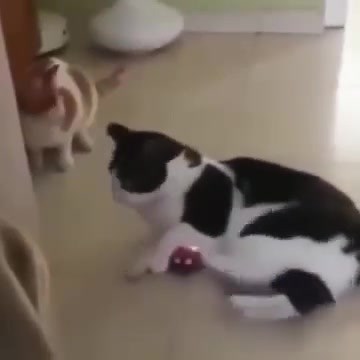 Low Quality Content on Reels