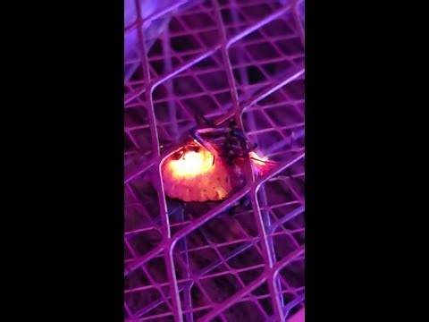 Stink bug vs Zapper Racket = FIREWORKS BABY! w/finale