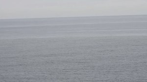 22K views · 1.8K reactions | Bottlenose Dolphin off Filey Brigg this morning | Scarborough Porpoise | Facebook