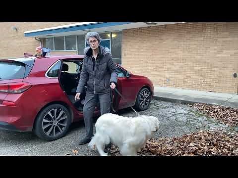 getting a big dog into the car