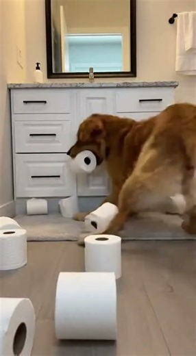 Toilet Paper Pyramid vs. Dog: Guess Who Wins? 🧻🐶💥