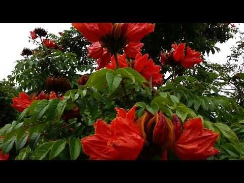 African Tulip Tree - Spathodea campanulata - Fountain Tree - Pichkari - Nandi Flame HD 01