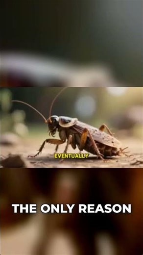 This Bug Survives a Week With No Head!