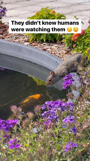 Animals do funny things when they think nobody is looking #nature #fblifestyle #love #familyfriendly #relatablememes | Struggle Vids