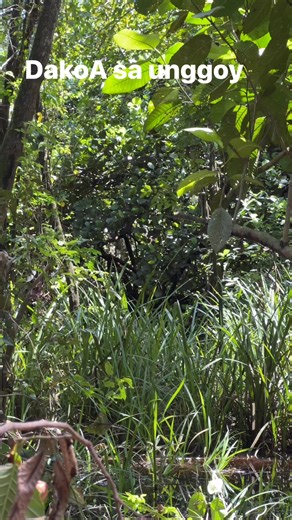 Dako kaayo nga unggoy budz #unggoy #monkey #forest | Remar Perez Quilicot
