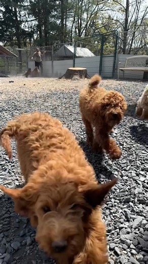 Introducing our Pokemon crew! 🥰 Available starting tomorrow, Saturday April 26th! 🐾 There are 4 male cavapoos, 5 male doodles and 1 female doodle. Apply online today at www.camppapillon.org! 💚 Kennel License #: 5242 🐶 | Camp Papillon Animal Shelter
