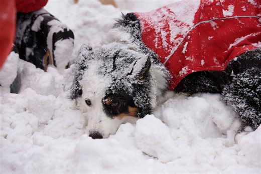 PETA honors Ocean Pines Fire Department for rescue of dog stuck on ice