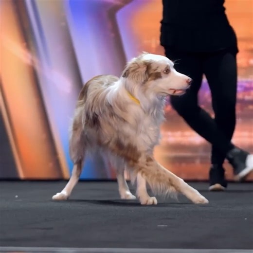 426K views · 13K reactions | ADORABLE DANCING DOGS put on a wag tastitc show! | Saoirse Ronan Italia. | Facebook