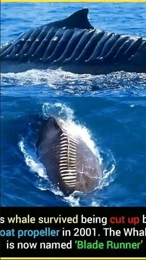 This whale survived being cut up by a boat propeller in 2001. The Whale is now named 'Blade Runner'