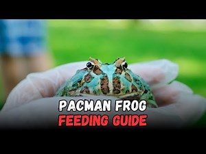 How Often to Feed a Pacman Frog: Cost, Diet & Complete Beginner Care Sheet Guide