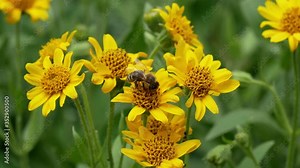 Close view of yellow Arnica(Arnica Montana) herb blossom