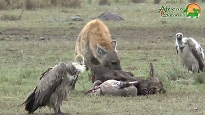 12K views · 32 reactions | Hyenas or hyaenas are any feliform carnivoran mammals of the family Hyaenidae. With only four species, it is the fifth-smallest biological family in the Carnivora, and one of the smallest in the class Mammalia. #africansafari #africa #africanwildlife | African Safaris Ltd - Your African Safari Travel Specialist | Facebook