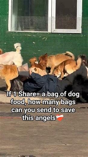 Our shelter is facing hunger-we need $700Tonight to feed the animals. Every donation and Share helps