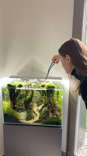 Sunken Forest Trim Back #aquascape #aquarium #aquascaping #plantedtank #plantedaquarium #fishtank