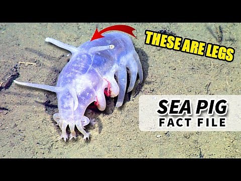 Sea Pig Facts: DEEP SEA CUCUMBERS | Animal Fact Files