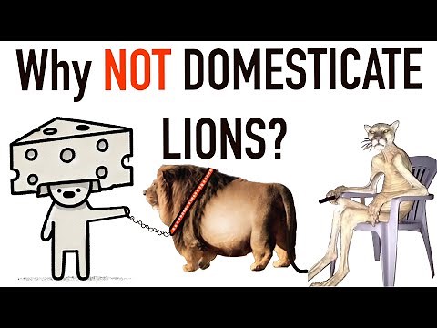 Can LIONS Be Domesticated?