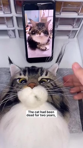 #diy #handmade #StepandFlex #model #makeypurpet #feltwool #cat