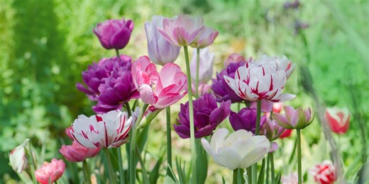 Everything to plant in April – plus garden jobs for the month