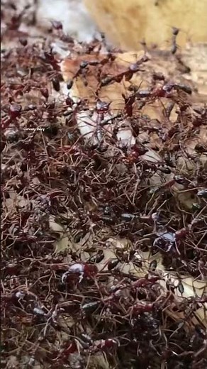 The blood thirsty world of driver ants/ safari ants part one #antscanada #shorts