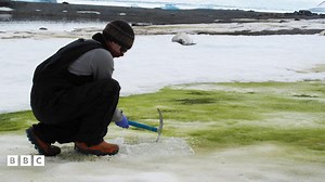 Climate change will lead to more 'green snow' in Antarctica