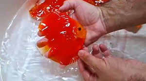 🔥 The Red That Stops You Scrolling. 🔥 Our Red Jade isn’t just red — it’s a living masterpiece. Pure color. Pure passion. Pure DiscusX. ❤️🐟 If you love Discus like we do — follow us for more world-class breeds, behind-the-scenes genetics, and daily beauty from the DiscusX tanks. #DiscusX #RedJade #DiscusLovers #FishBreeding #AquariumArt #FollowForMore #AquariumLife #SolidRedDiscus | DiscusX