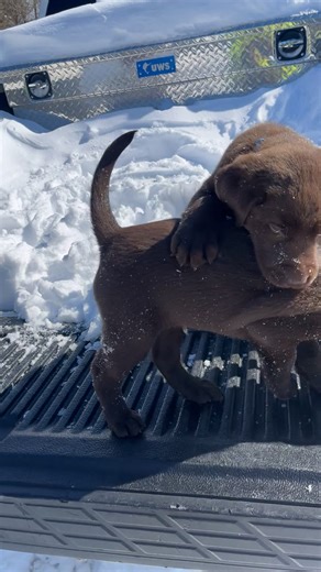 Playful Chocolate Labrador Brothers in the Snow